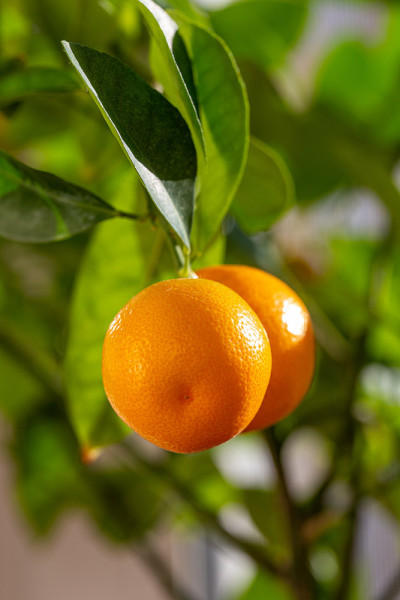 新鲜的calamondine果在树上