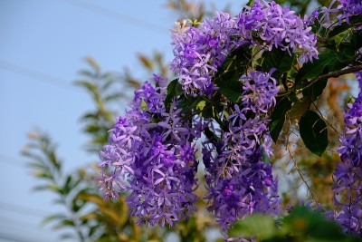 彼特拉在开花