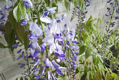 蓝雨紫藤开花。中国紫藤和日本紫藤
