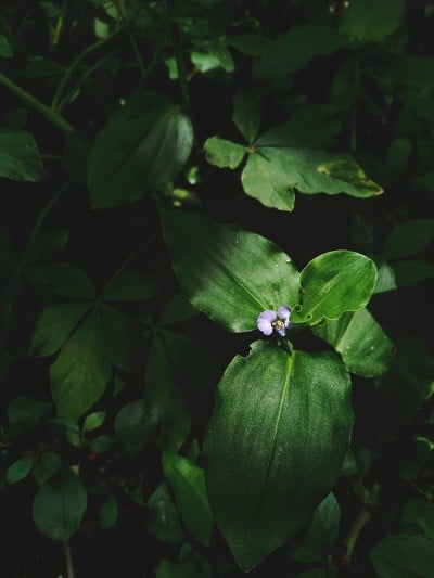 小的野花被称为Benghal dayflower，热带的蜘蛛草，它的学名是Commelina ben