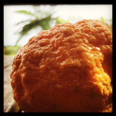 Close Up of Ugli Fruit