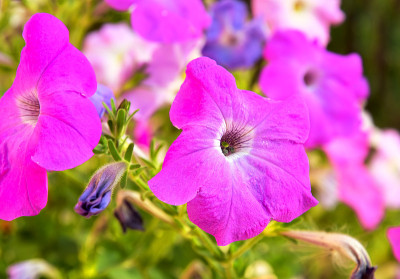 佩妮花