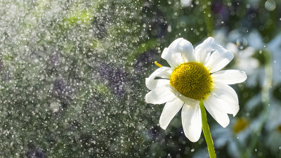 甘菊