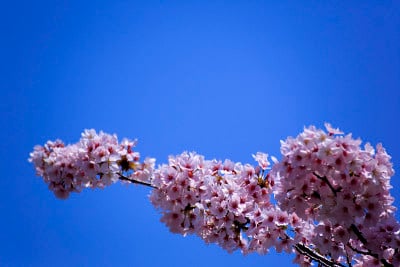 蓝天和樱花