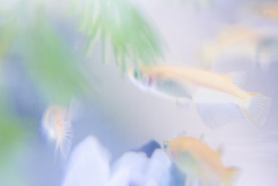 青鳉,oryzias latipes