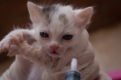 小猫
