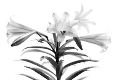 复活节百合高音B&W