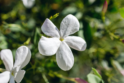 近景西班牙茉莉花，皇家茉莉花或茉莉花盛开