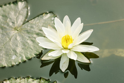 莲花