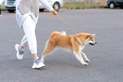 愤怒的秋田犬挣脱了皮带。