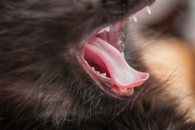 宏猫打呵欠