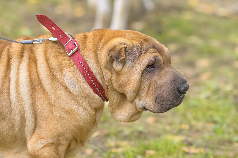 Sharpei狗特写