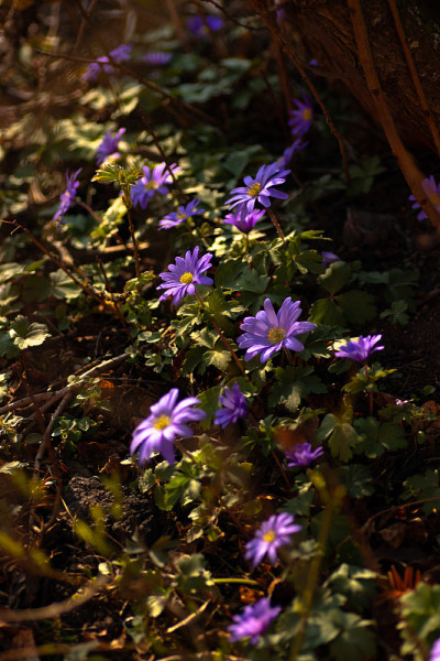 紫肝花
