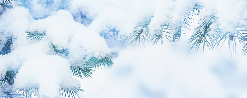 冬季冷杉树的节日背景雪。Blue spruce,雪花。美丽的圣诞节或新年模糊的背景。