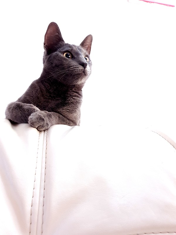 Grey六个月大的小猫
