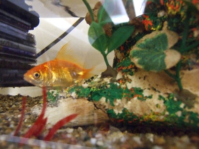 水族馆当地人