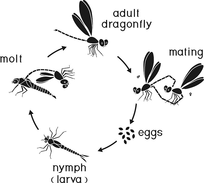 蜻蜓的生命周期。蜻蜓从卵到成虫的发育阶段顺序