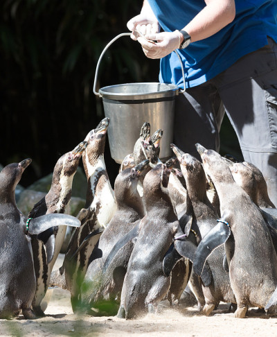 Pinguin正在被喂食