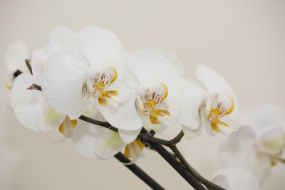 兰花的花