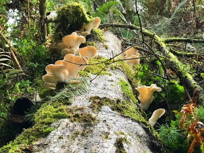 森林蘑菇