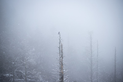 暴风雪中坐在树上的乌鸦