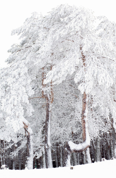 下雪的森林