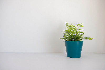 室内植物木桌和白色墙壁