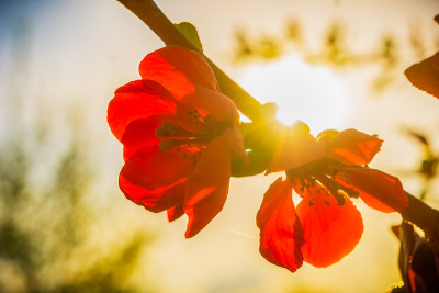 美丽的日本苹果树花，苹果花