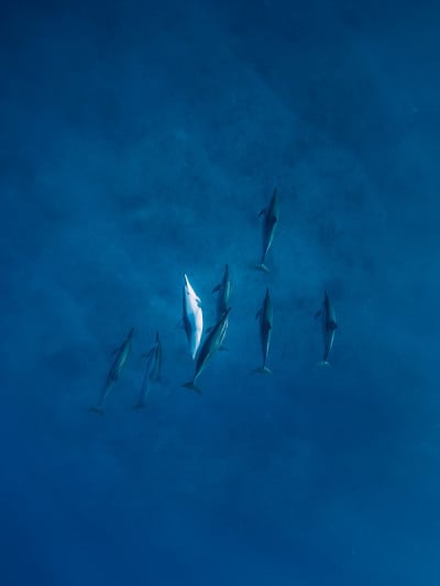 热带蓝色海洋中沐浴阳光的飞旋海豚家族。海豚在水下