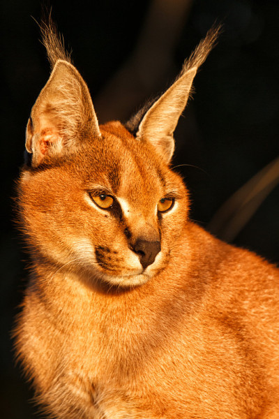 年轻的野猫-舒库杜私人禁猎区-大克鲁格地区-南非
