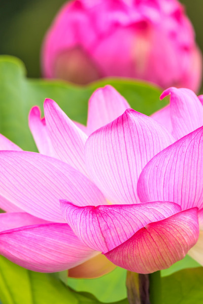 莲花