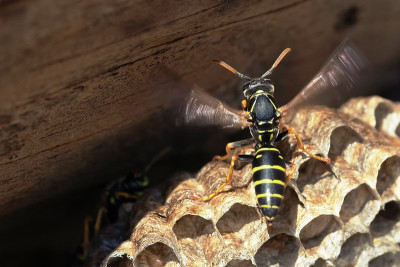 纸黄蜂坐在间谍上。Polistes dominulus