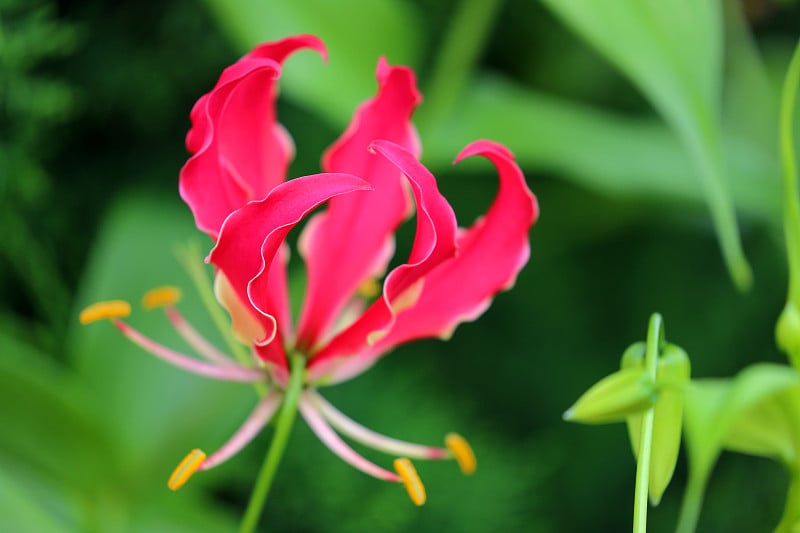 锦绣百合花