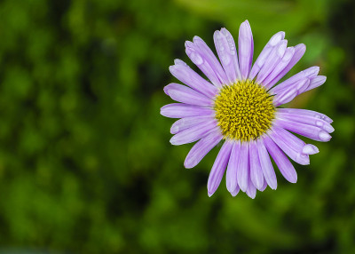 沿海飞蓬,Aster
