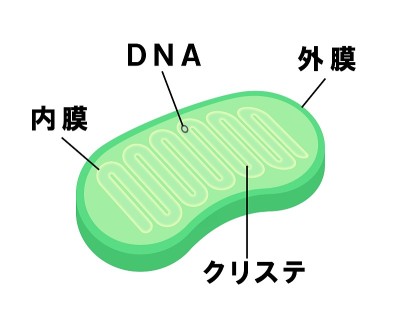 线粒体
