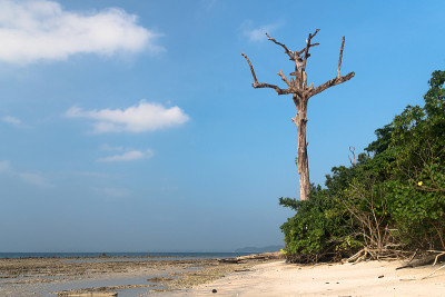 哈夫洛克岛海滩的美景，海水中美丽的树，