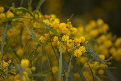 介绍了入侵植物大加纳利-金环荆(Acacia saligna)的自然宏花背景