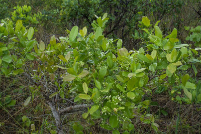 veadeiros的Chapada dos veadeiros