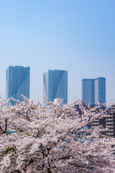 高层建筑和樱花