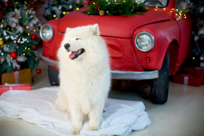 White Samoyed in New Year's decorations