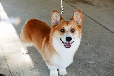 彭布罗克威尔士科基犬