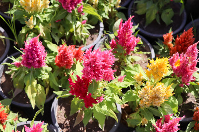 Celosia argentea