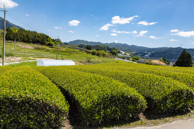 日本京都的茶园