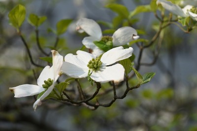 山茱萸(佛罗里达山茱萸)