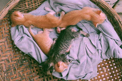 搞笑场景四只新生小猫一起睡觉，可爱、幽默的小动物宝宝