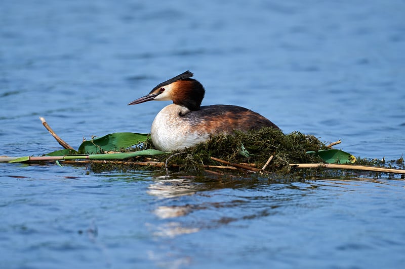 大冠毛鸊鷉(Podiceps cristatus)在游动的巢上孵蛋。