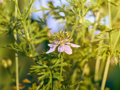夏日花园里的黑草花。