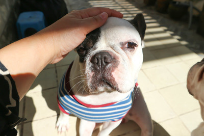 摸狗，瞌睡的法国斗牛犬或法国斗牛犬