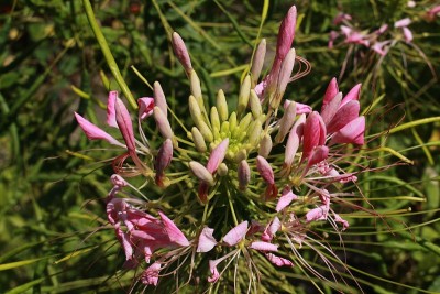“蜘蛛草”花-刺蒺藜
