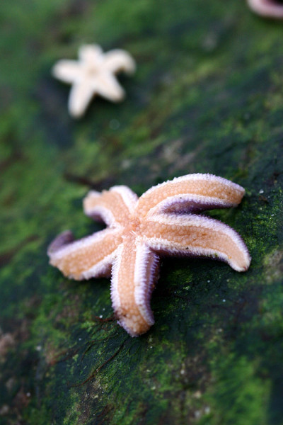 海星